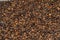 Mixed peppercorns background. Different colored peppercorns, close up