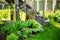 Mixed perennial border with hostas, day lily, heucheras and Bergenia crassifolia