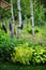 mixed perennial border with hostas, spirea japonica, delphinium