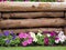 Mixed petunia flowers