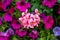 Mixed petunia flowers as background growing in summer garden