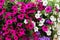 Mixed petunia flowers. Petunias in Floral Detail Background Image. Beautiful petunia flower wallpaper. Multicolored petunias grow