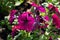 Mixed petunia flowers. Petunias in Floral Detail Background Image. Beautiful petunia flower wallpaper. Multicolored petunias grow