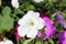 Mixed petunia flowers. Petunias in Floral Detail Background Image. Beautiful petunia flowers wallpaper