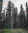 Mixed pine and birch forest in Finland