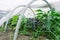 Mixed planting of vegetables and herbs in a home greenhouse. Homegrown gardening and farming