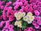 Mixed Purple Chrysanthemum Daisy Flowers Background