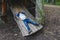 Mixed race child  having fun and sliding of tree house in playground, Active child playing outdoor in forest park, Portrait little