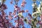 Mixed sakura tree branches, pink and white colours, blue sky behind. Natural background. Blooming flowers