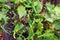 Mixed salad field greens closeup