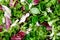 Mixed salad leaves frisee, radicchio and lamb\'s lettuce. Background, texture