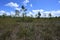 Mixed sawgrass and pinelands environment in Everglades National Park.