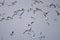 Mixed seabirds flying against grey sky