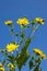 The mixed silphia Silphium perfoliatum is a plant native to North America from the daisy family