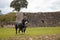 Mixed and small breed dog walking near some ruins in Mexico