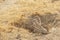 Mixed Social Group of Cape Ground Squirrels at Burrow Entrance