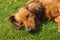 Mixed spaniel dogs spaniel