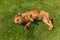 Mixed spaniel dogs spaniel