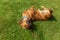 Mixed spaniel dogs spaniel