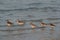 Mixed species: Redshanks, Greater sand plover & Curlew sandpipiers at Busiateen coast of Bahrain