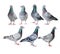 Mixed of speed racing pigeon bird white background