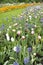 Mixed spring flowers like red and white tulips, pink allium flowering in flowerbeds in park