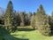 Mixed subalpine forests and a variety of trees in early spring on the slopes of the Swiss mountain massif Pilatus, Schwarzenberg