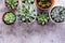 Mixed succulent plant in pot, top view, home decor, abstract plant background