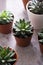 Mixed succulent plant in pot, top view, home decor, abstract plant background
