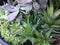 Mixed succulents growing in flowerpot