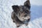 Mixed Terrier Dog in Snow