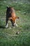 Mixed Thai dogs are learning to find their own food outdoors.