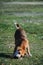 Mixed Thai dogs are learning to find their own food outdoors.