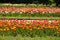 Mixed tulips in beds