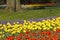 Mixed Tulips in spring in the Netherlands