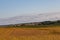 Mixed use farm of Ripe Soya beans (Soybeans) and corn ready for harvest