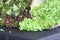 Mixed Variety of Leafy Green Vegetables in Baskets at Farmer`s Market in West Tennessee