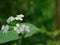 Mixed white flowers Flowers in small nature