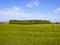 Mixed woodland copse and barley fields