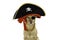 MIXEDBREED DOG DRESSED IN A PIRATE HALLOWEEN OR CARNIVAL COSTUM