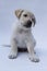 A mixedbreed puppy rescued on a background white