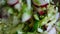 Mixing vegetable salad. Vegetarian salad of radish, cucumbers, cabbage, salt, olive oil