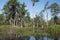 Mixons Hammock panorama Okefenokee Swamp ecosystem