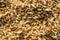 Mixture of different grains, golden wheat grains, background of mixed barley and oat seeds, mixture of cereals for animal feed,