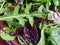 A mixture of green young lettuce, spinach, arugula and young beetroot. Healthy diet. Vegetarian breakfast. On a dark background