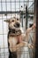 Mixture of several breeds for sports and endurance. One gray white Alaskan husky stands on legs in snow outside enclosure fence in