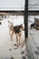 Mixture of several breeds for sports and endurance. Two Alaskan huskies in winter on snow behind fence of aviary are standing and