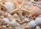 a mixture of shells and starfish on the beach