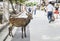 Miyajima, Japan - September 14 2017: Deer at the street of Miyajima between tourist