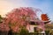 Miyajima, sakura with red pagoda